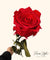 Long Stemmed Red Eternal Rose
