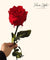 Long Stemmed Red Eternal Rose
