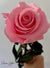 Long Stemmed Pink Eternal Rose